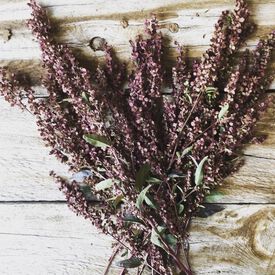 Copper Plume, Organic Atriplex Seeds